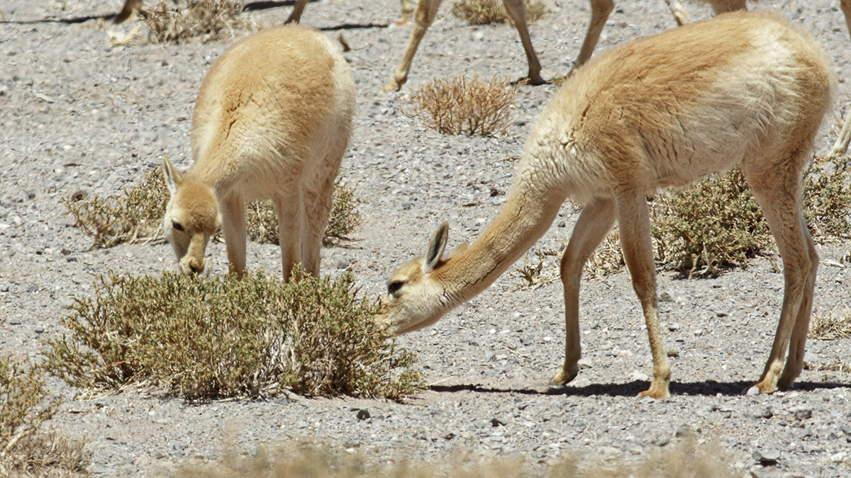 Vicuñas
